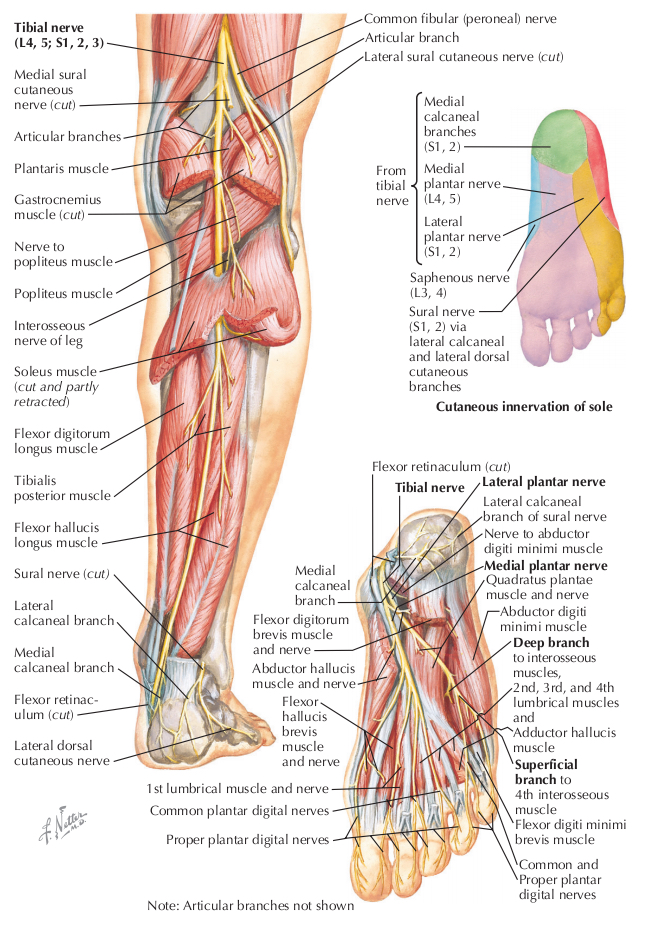 Index of /Educational/ABNS/Material/Peripheral Nerve/LE-Netter